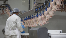 Россия вошла в тройку крупнейших экспортёров мяса птицы в Китай